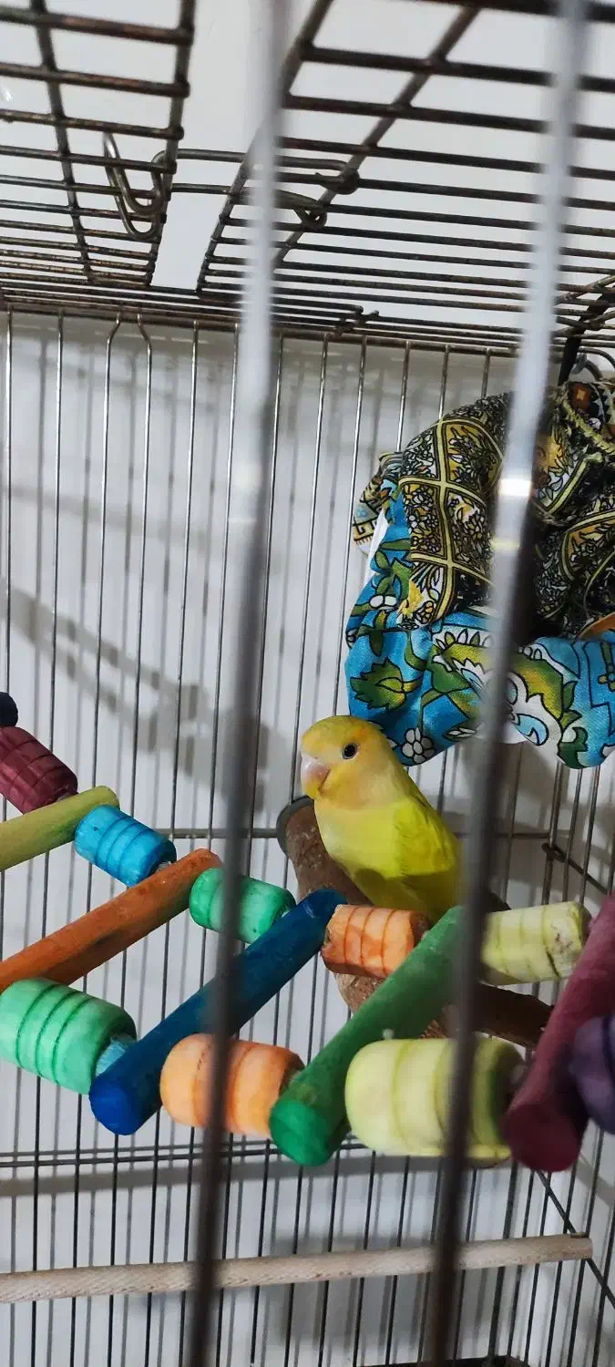 طوطی برزیلی|پرنده|بومهن, |دیوار