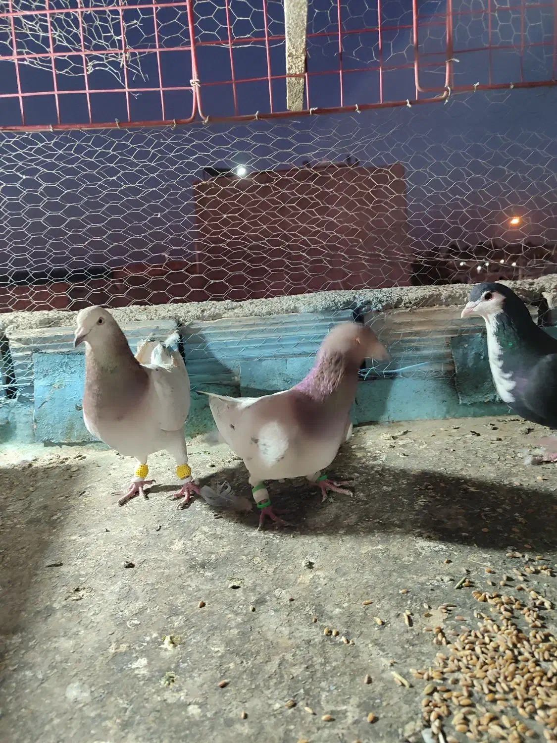 گرفتنی|پرنده|نیشابور, رحمت آباد|دیوار