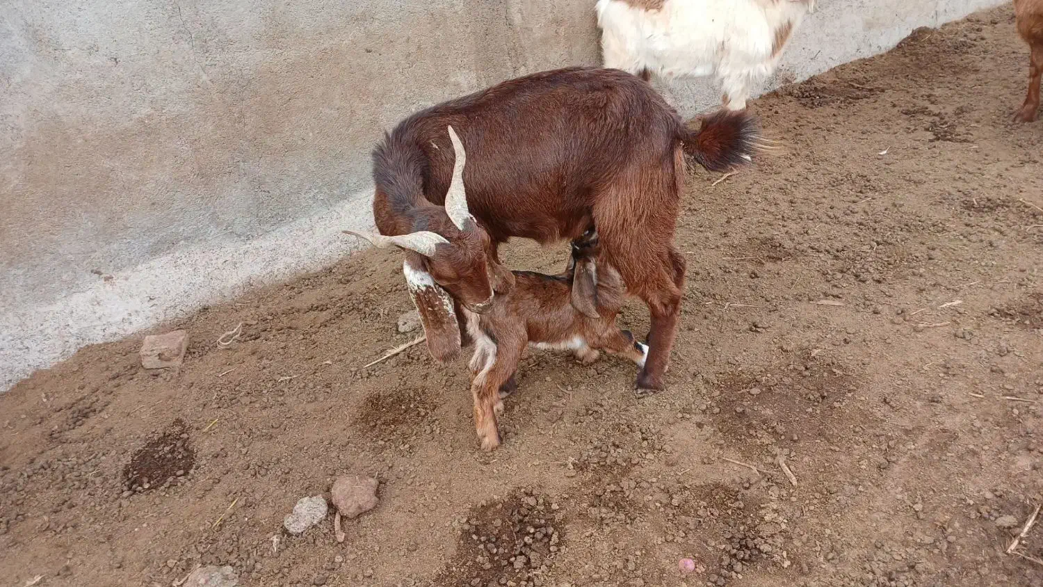 ۹تا بز زاییده همه جوان وشیرا|حیوانات مزرعه|سبزوار, رباط|دیوار