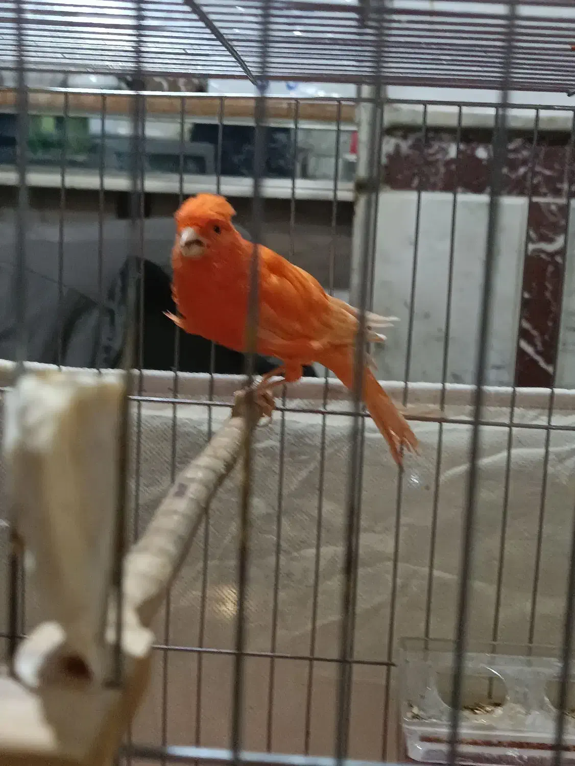 قناری سوپر قرمز|پرنده|تبریز, |دیوار