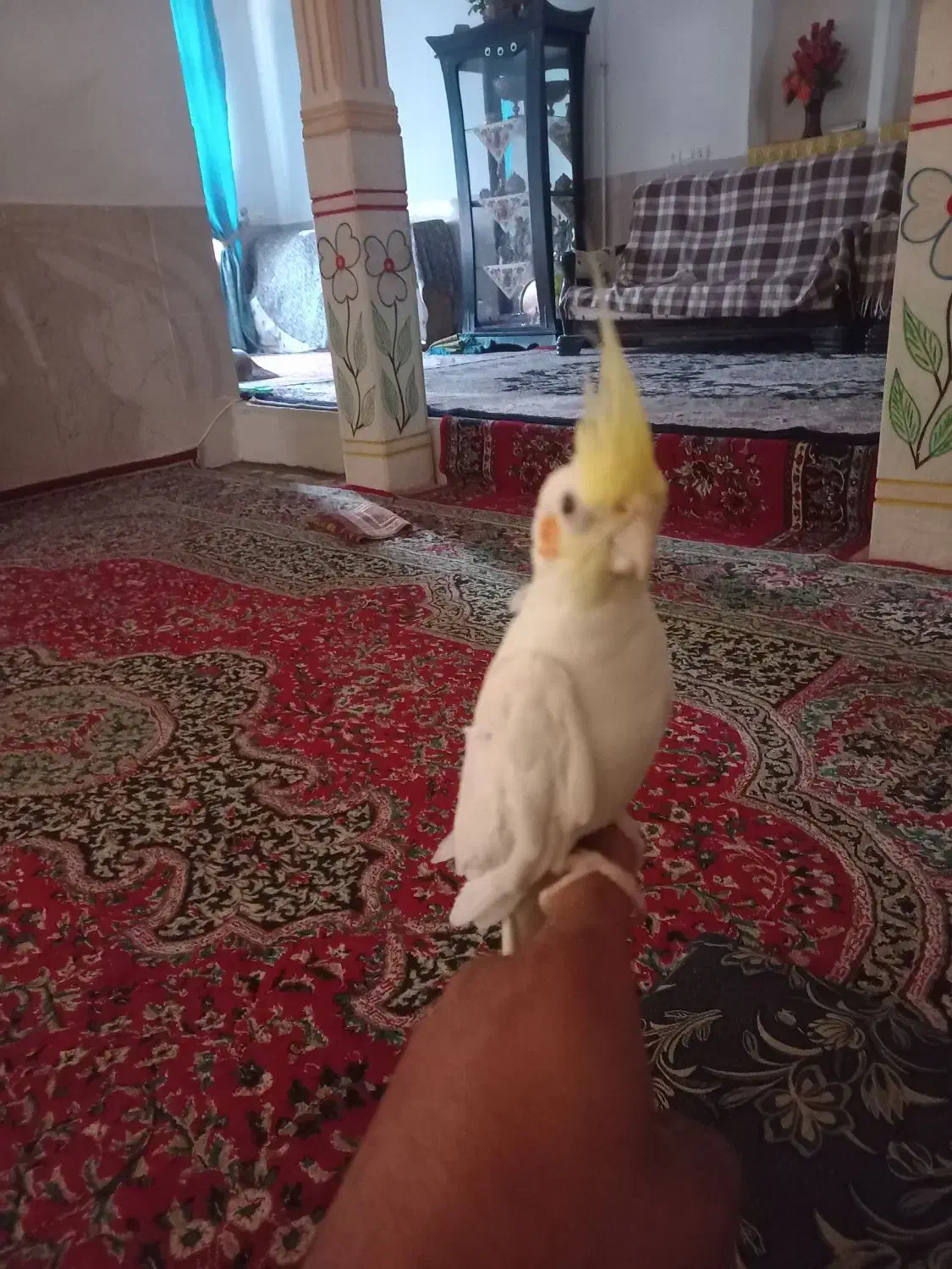 عروس هلندی تازه ب حرف امده|پرنده|بردسیر, |دیوار