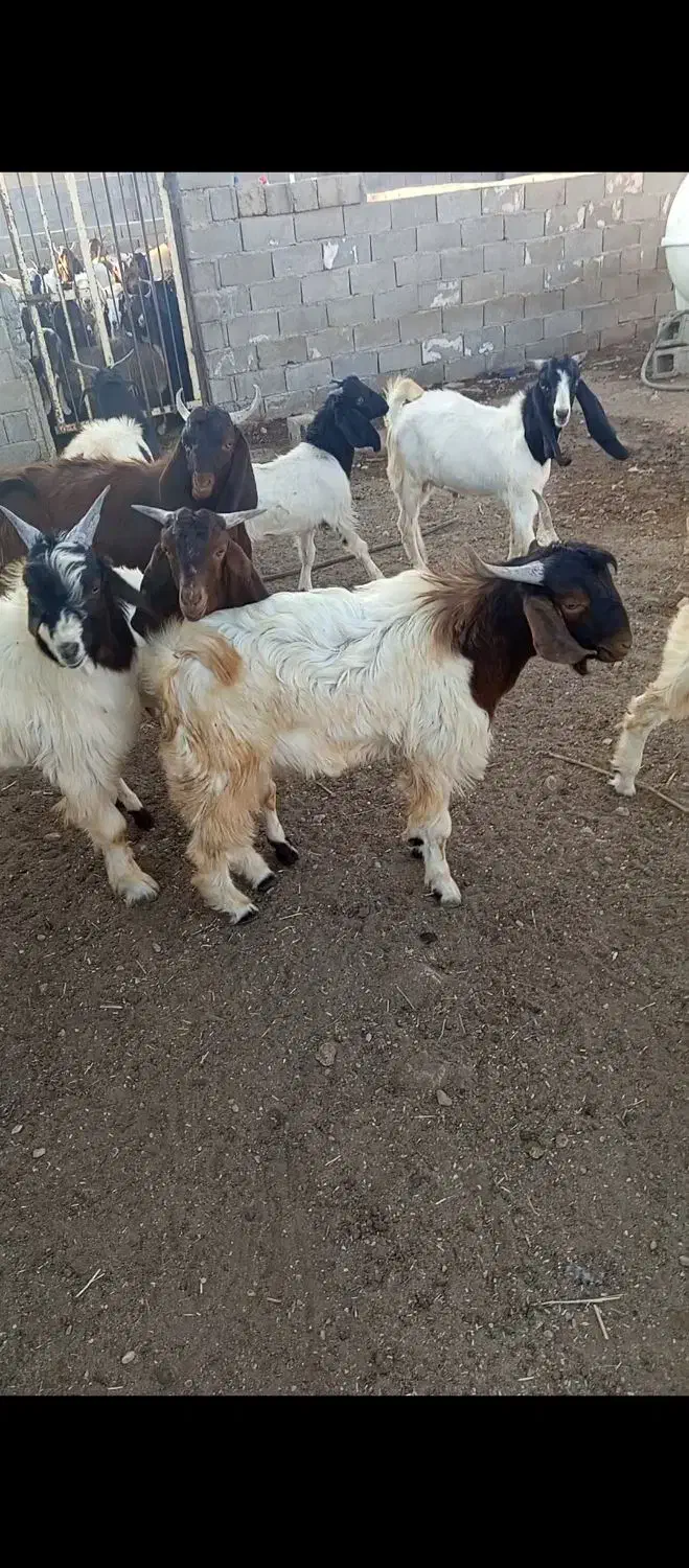 کهره نر بره بز میش قوچ|حیوانات مزرعه|کوار, |دیوار