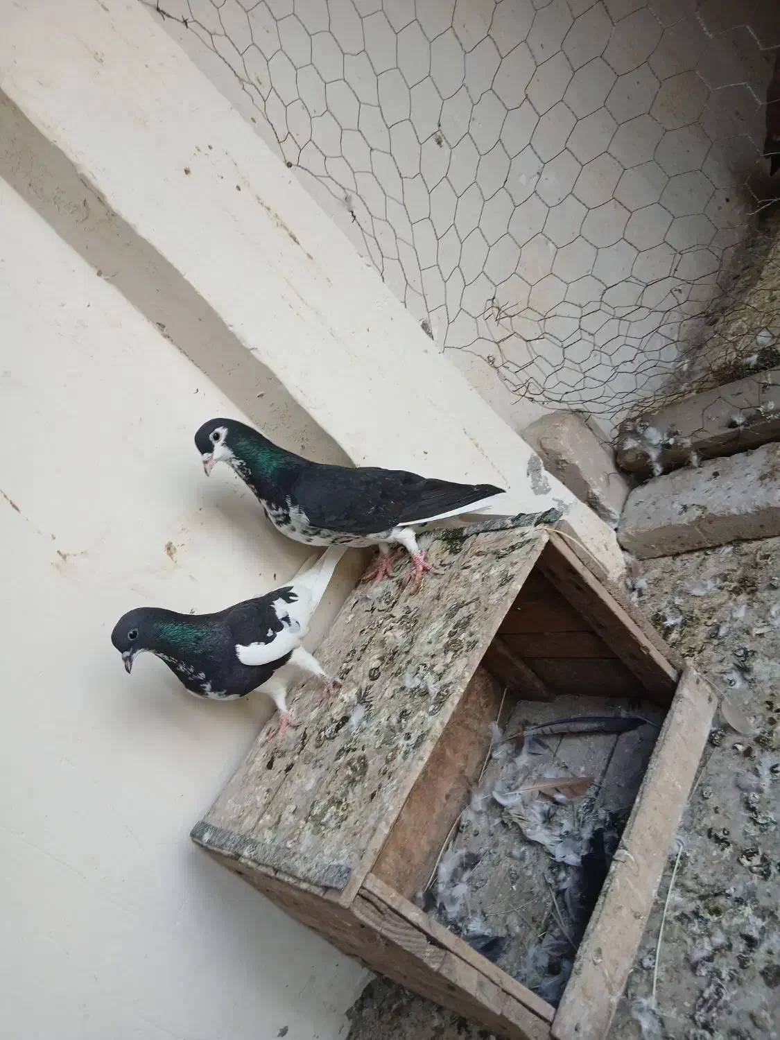 کبوتر|پرنده|خرمشهر, |دیوار