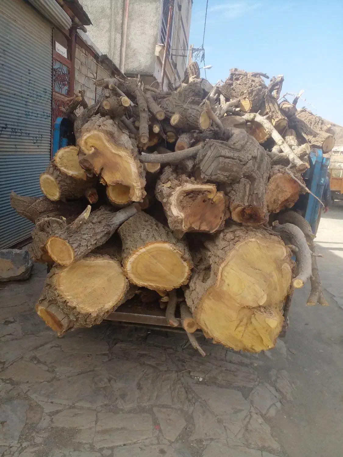 انواع درخت خریدارم|خدمات باغبانی و درختکاری|سنندج, |دیوار