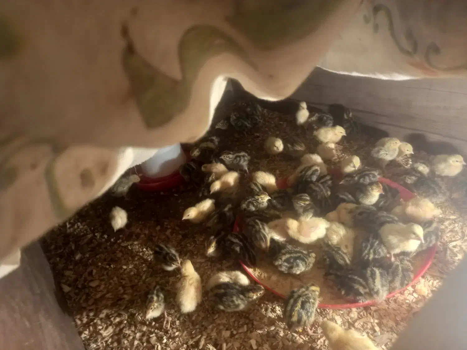 جوجه  بلدرچین|حیوانات مزرعه|تربت‌حیدریه, بالا ولایت|دیوار