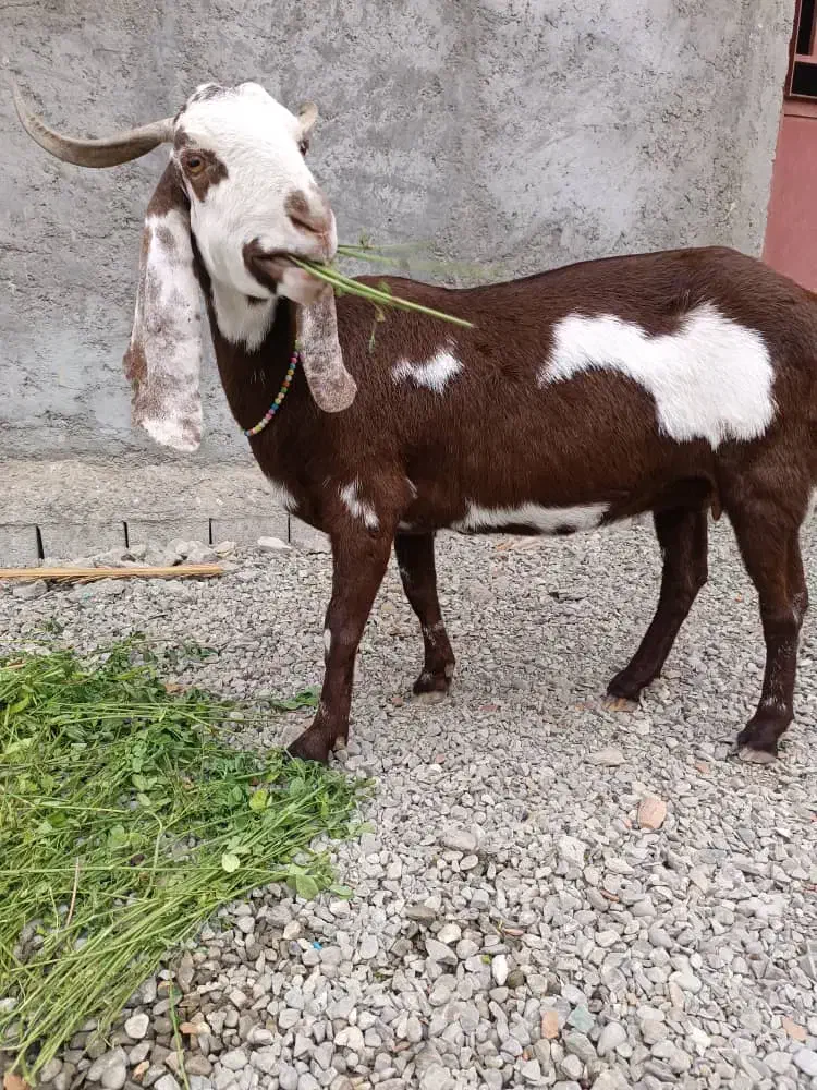 پلو|حیوانات مزرعه|بمپور, |دیوار