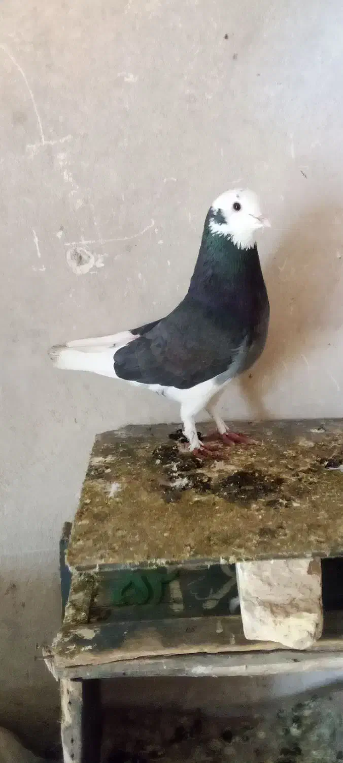 شازده|پرنده|کوهرنگ, |دیوار