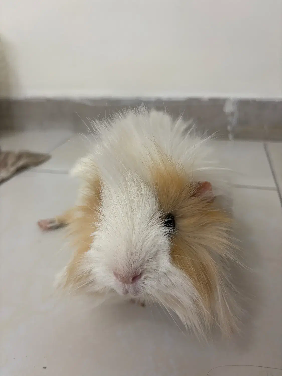 خوکچه هندی|موش و خرگوش|تهران, نارمک|دیوار