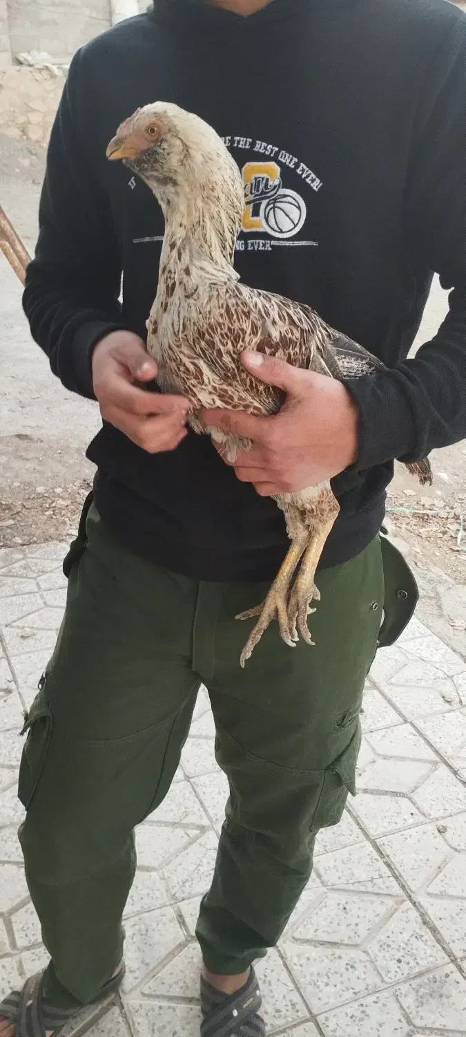 عروس هلندی و مرغ لاری|پرنده|قیدار, |دیوار