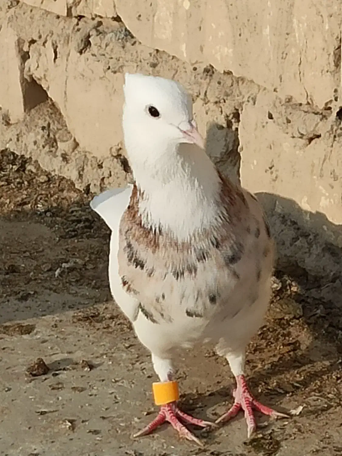 طوقی پالخت و پاپر سلطنتی|پرنده|پیر بکران, |دیوار