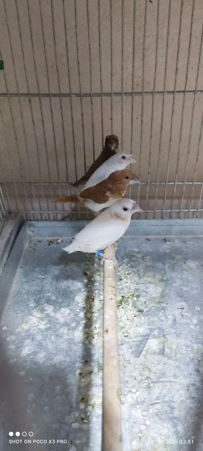 فنج بنگالی قناری سهره|پرنده|همدان, |دیوار