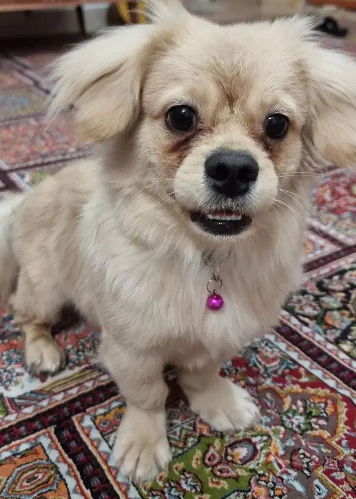 سگ کوچولو میکس پودل|سگ|کرمانشاه, |دیوار