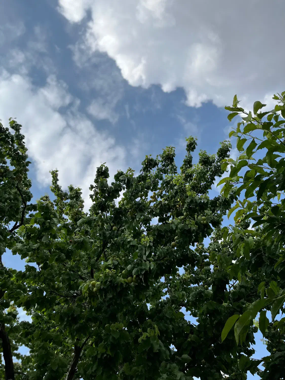 ۷۵۰متر خانه باغ جمیل آباد|فروش خانه و ویلا|بافت, |دیوار