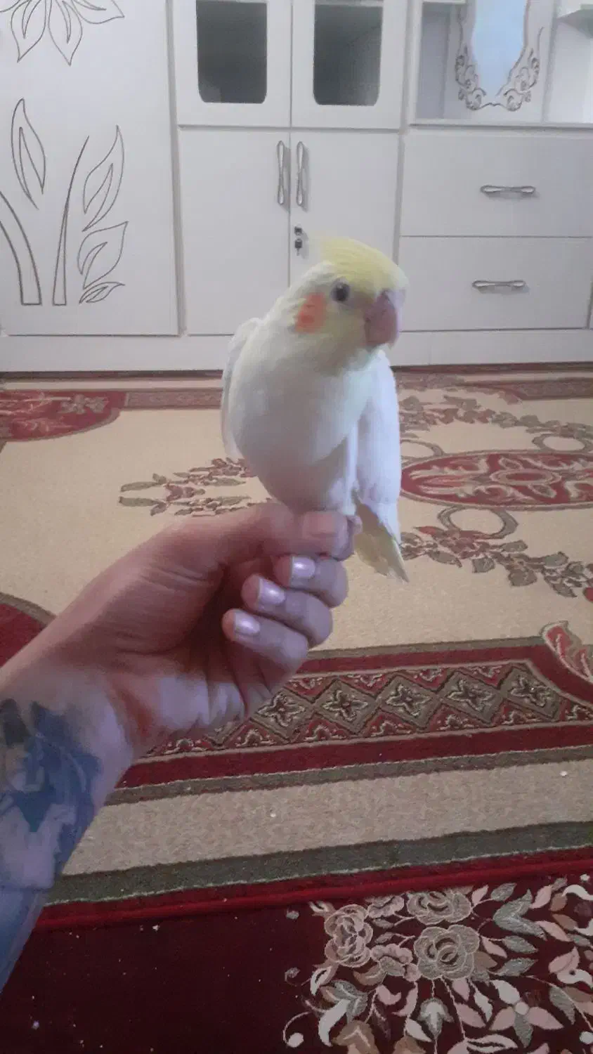 جوجه عروس هلندی|پرنده|اهواز, شهرک دانشگاه|دیوار