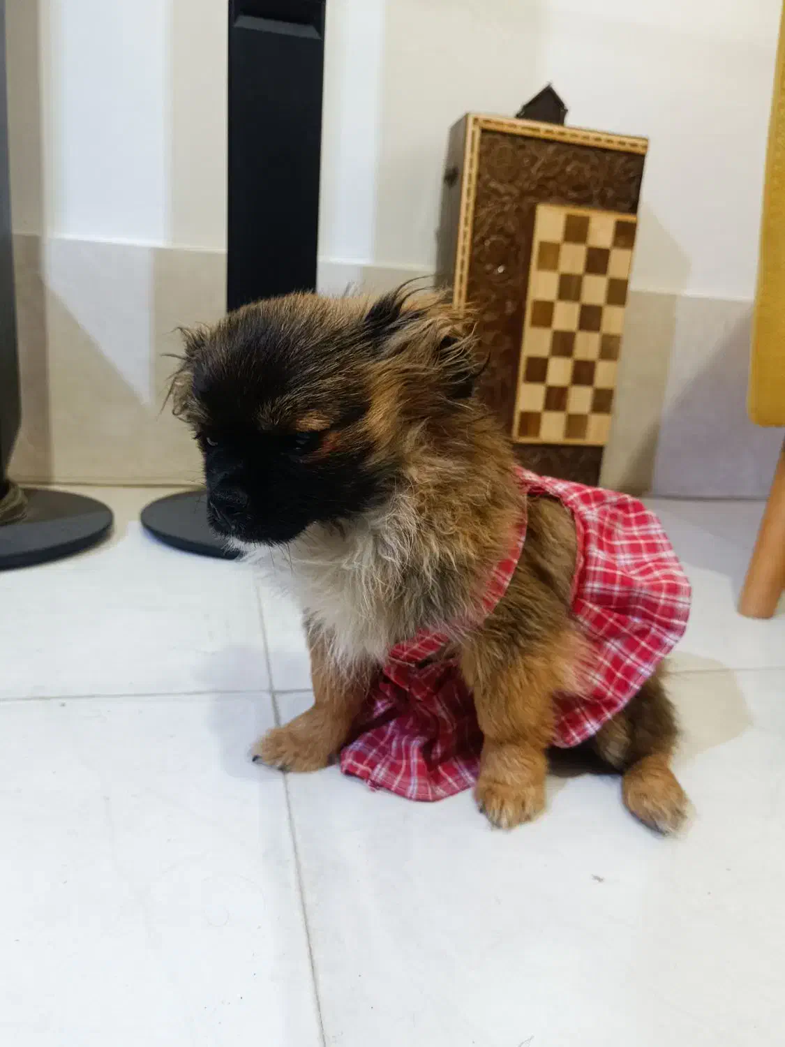 واگذاری سگ پامرخرسی چن ماهه کوچولو|سگ|شیراز, شهرک مهدی‌آباد|دیوار