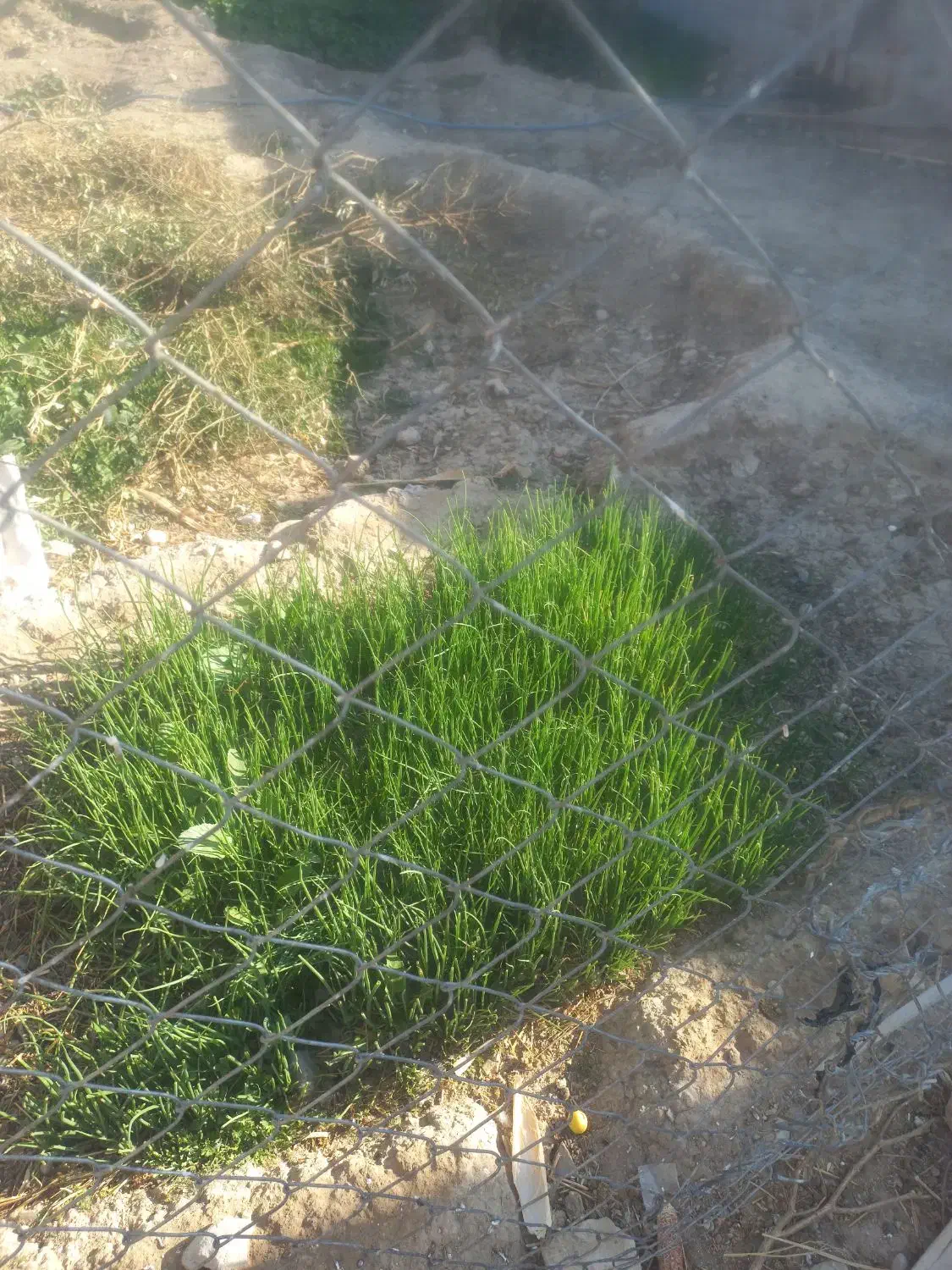 نشا پیاز|گل و گیاه طبیعی|دهدشت, |دیوار