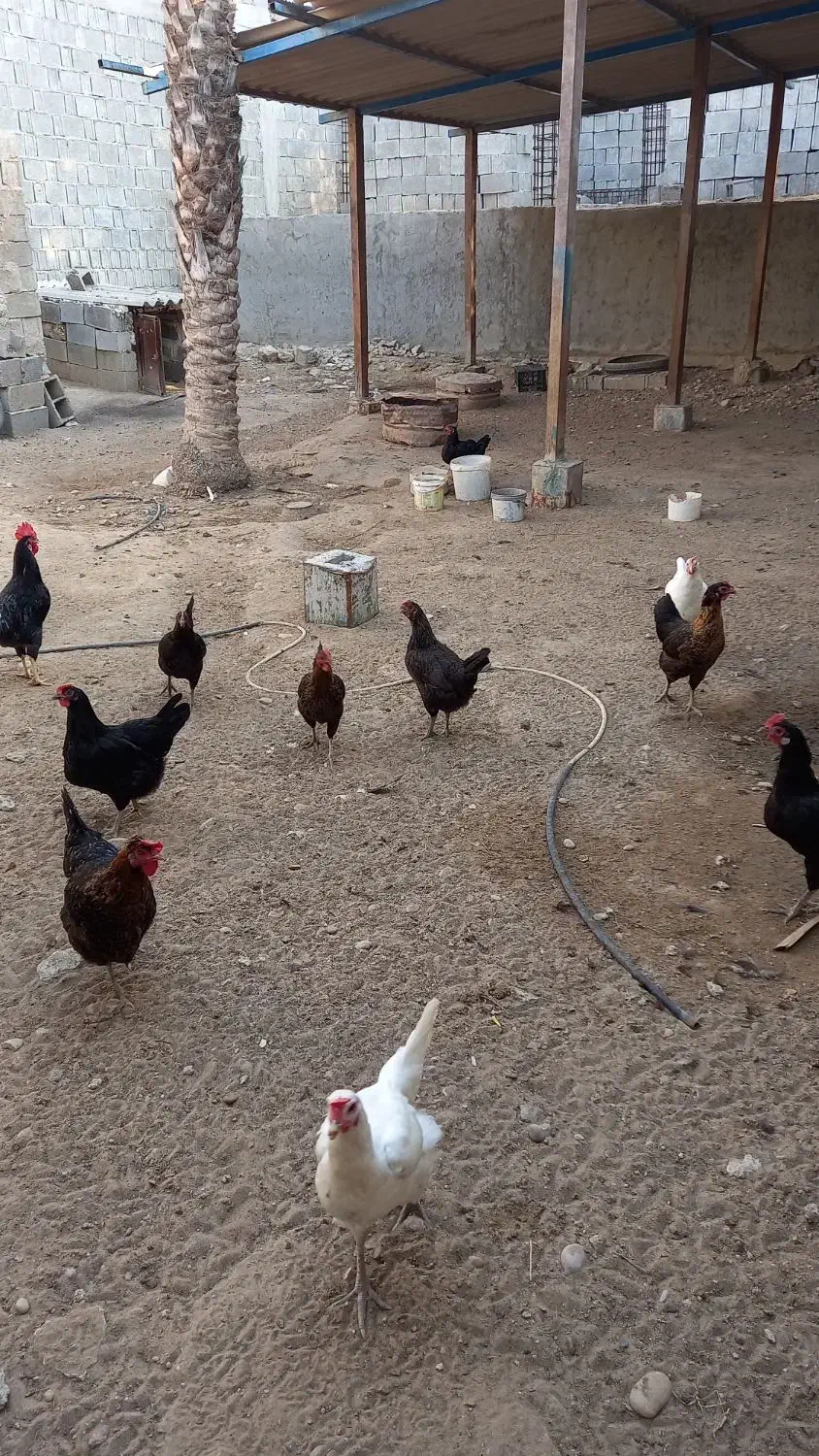 فروش مرغ و خروس محلی، ابپخش|حیوانات مزرعه|آبپخش, |دیوار