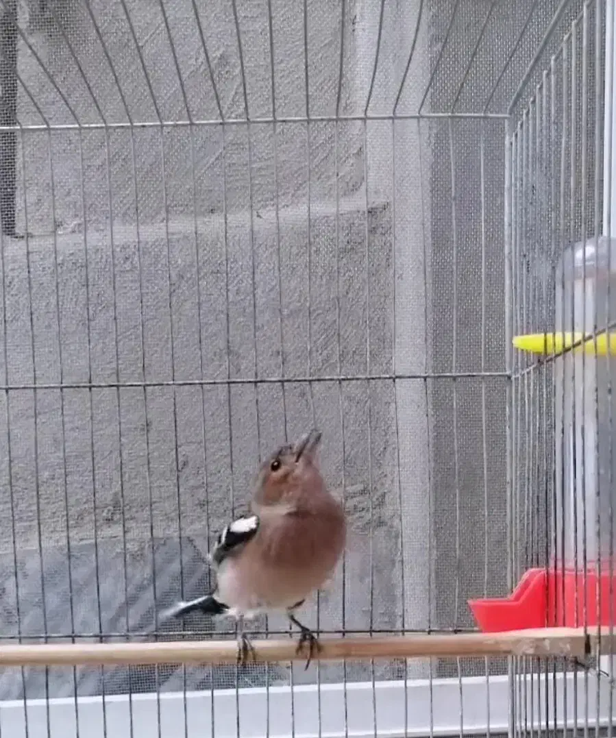 سهره نر دهن زن|پرنده|کرمانشاه, |دیوار