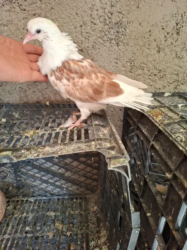 سلام خدتم عشق بازان عزیز|حیوانات|نسیم‌شهر, |دیوار