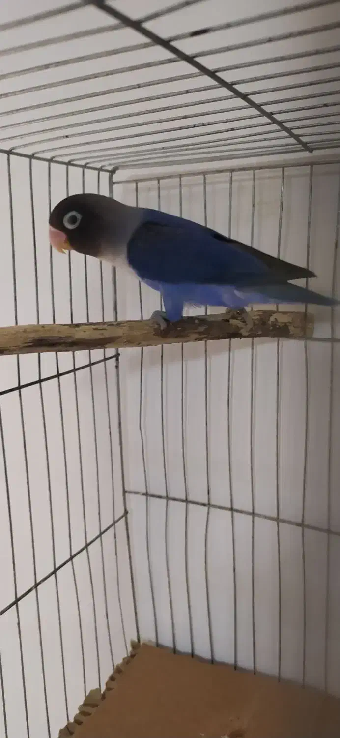 یک عدد طوطی برزیلی|پرنده|رامسر, |دیوار