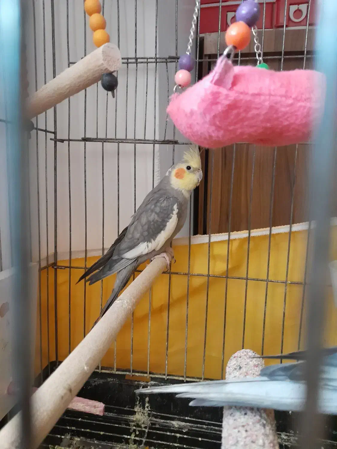 عروس هلندی|پرنده|قم, پردیسان|دیوار