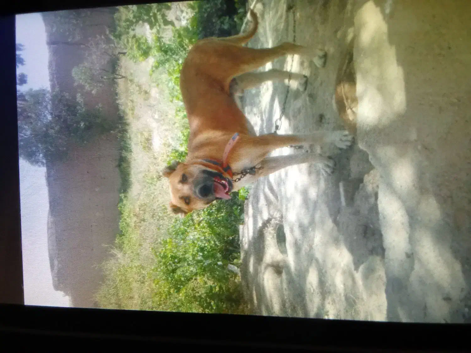 سگ مژدگانی|سگ|زاوه, |دیوار