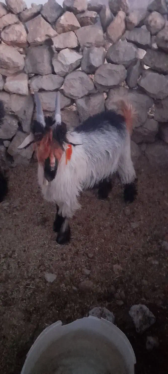 بیگ دوبری و تخمی|حیوانات مزرعه|ایذه, |دیوار