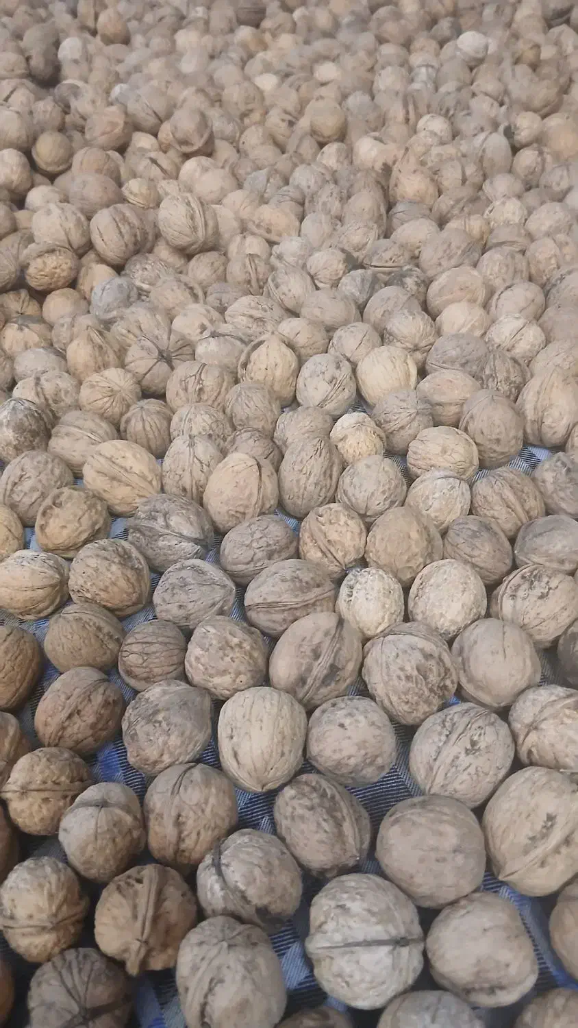 گردوی درشت وپرچرب لواسون بامغزه خوب|خوردنی و آشامیدنی|تهران, تهرانپارس غربی|دیوار