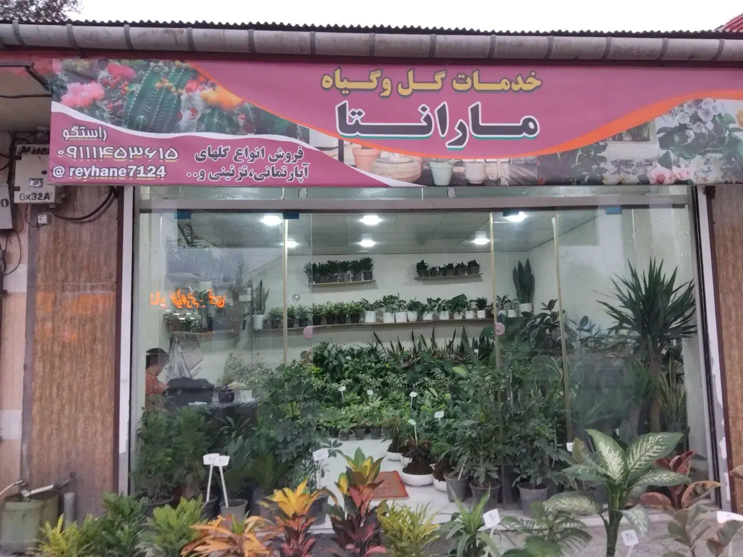 انواع گل های آپارتمانی و گلخانه ای|گل و گیاه طبیعی|لاهیجان, بازکیاگوراب|دیوار