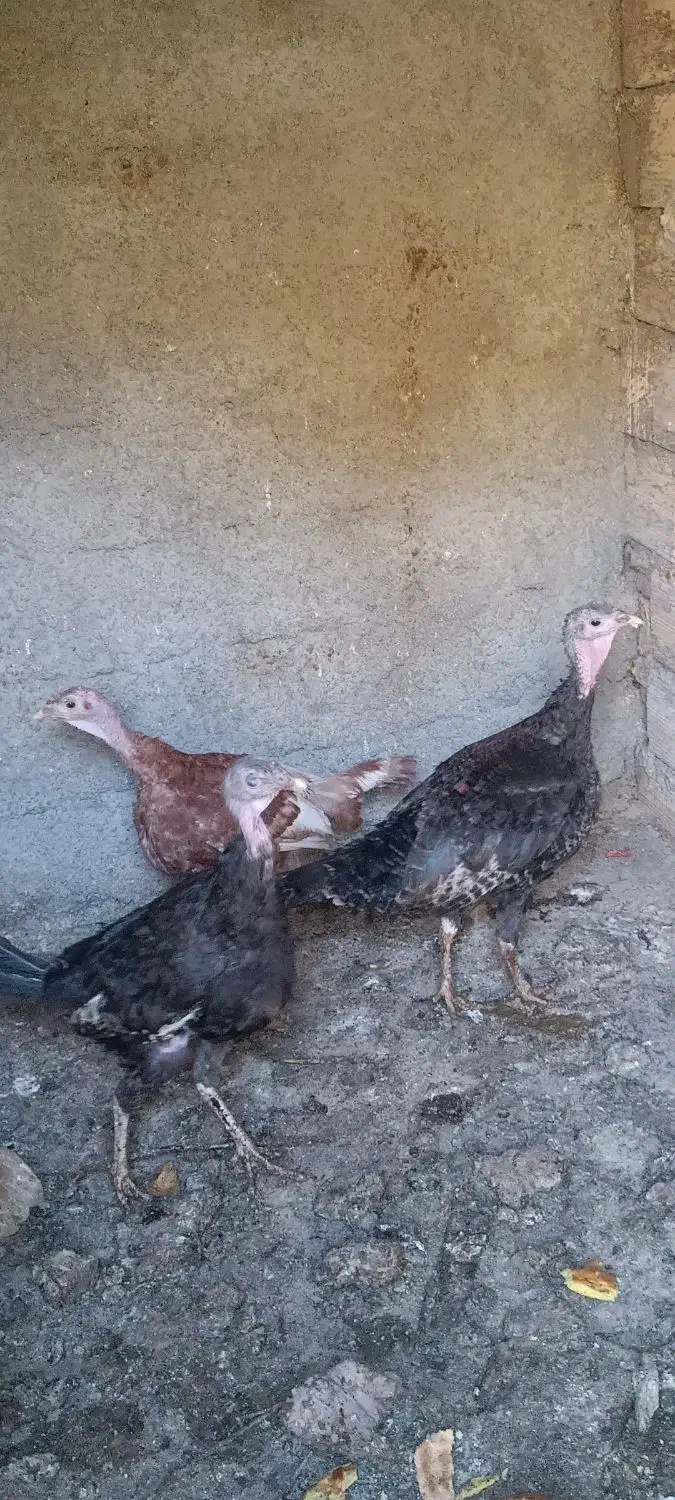 بوقلمون ماده تخم گذار چاق|حیوانات مزرعه|هشتگرد, خور|دیوار