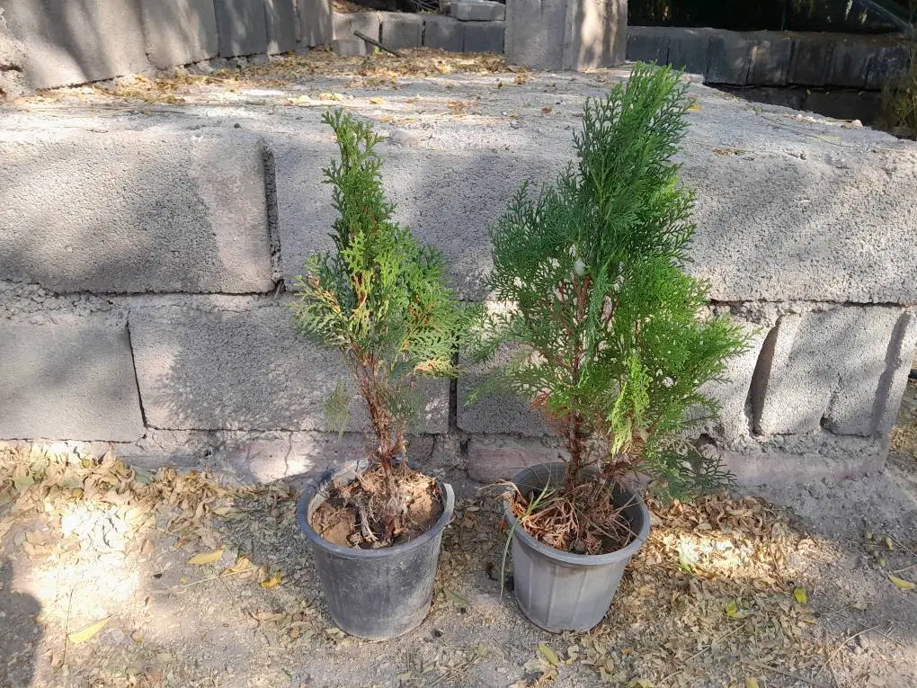 هزار اصله سرو خمره ای ریشه پر|گل و گیاه طبیعی|تهران, طیب|دیوار