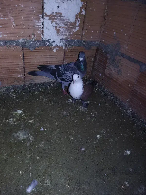 کربلایی ساده گرگی|پرنده|گرگان, |دیوار