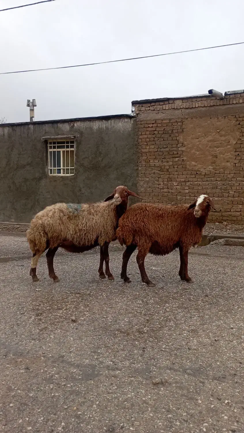 میش پستان کرده|حیوانات مزرعه|خرمآباد, |دیوار