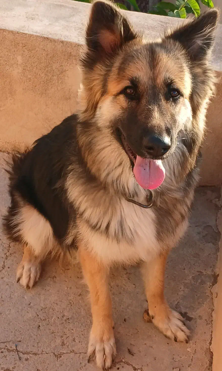 ژرمن شولاین ۹ ماهه ماده|سگ|قزوین, |دیوار