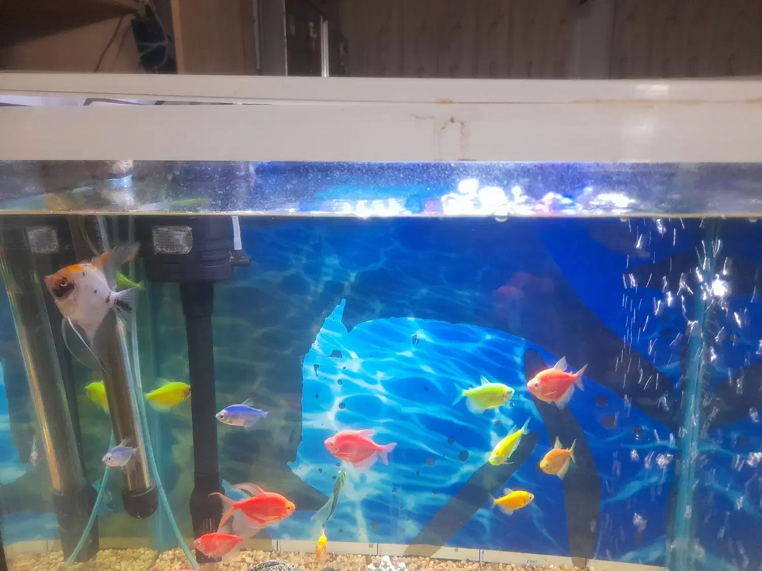 ماهی کالر|ماهی|شیروان (خراسان), |دیوار