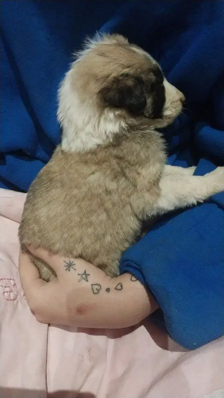 واگذاری سگ|سگ|آبیک, |دیوار