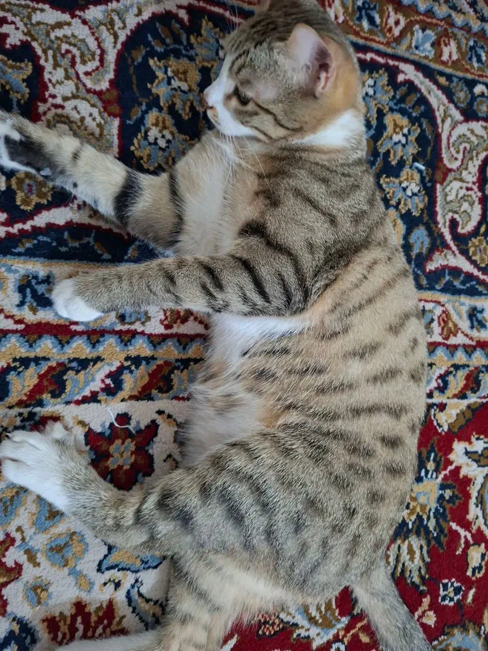 گربه|گربه|شیروان (خراسان), |دیوار