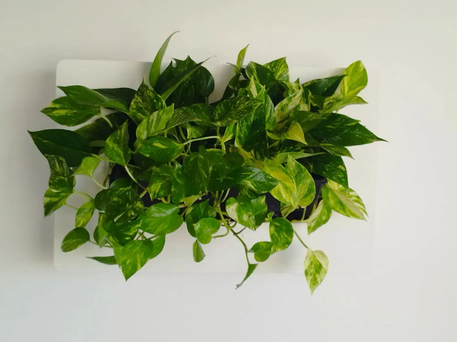 قاب دیواری پتوس|گل و گیاه طبیعی|اصفهان, پینارت|دیوار