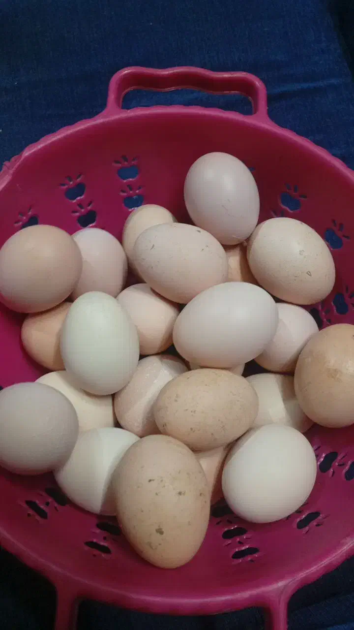 تخم لاری|حیوانات مزرعه|بهارستان, |دیوار