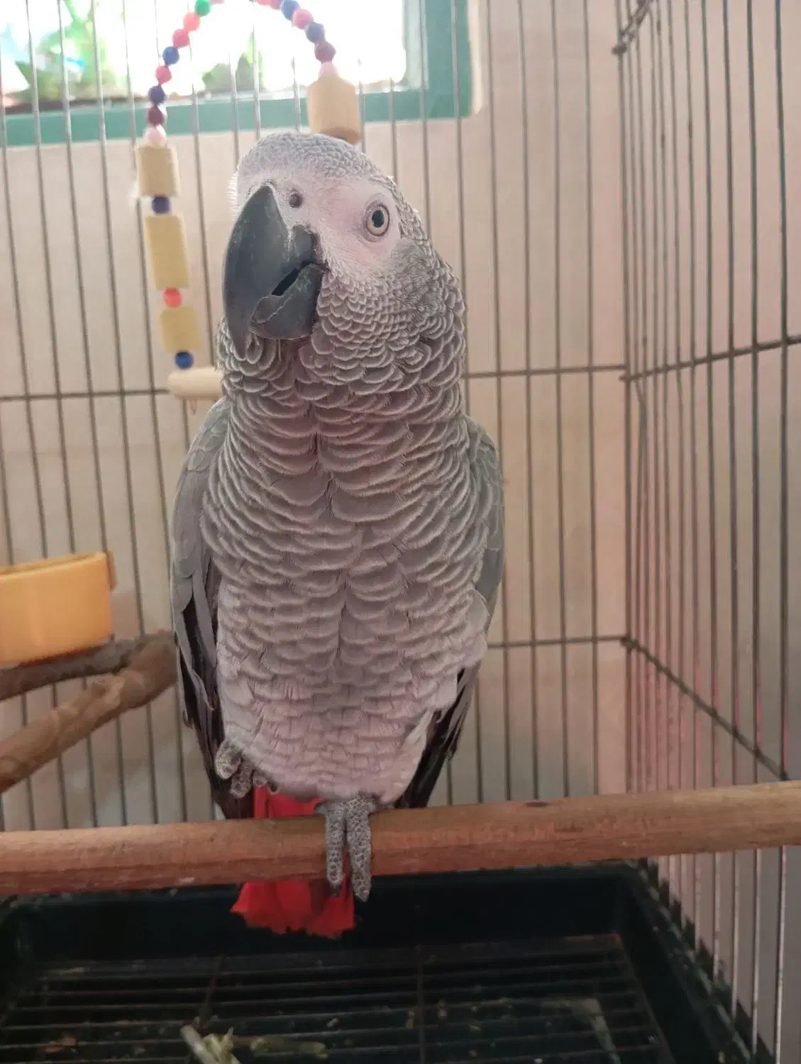 کاسکو|پرنده|شهریار, دهشاد بالا|دیوار