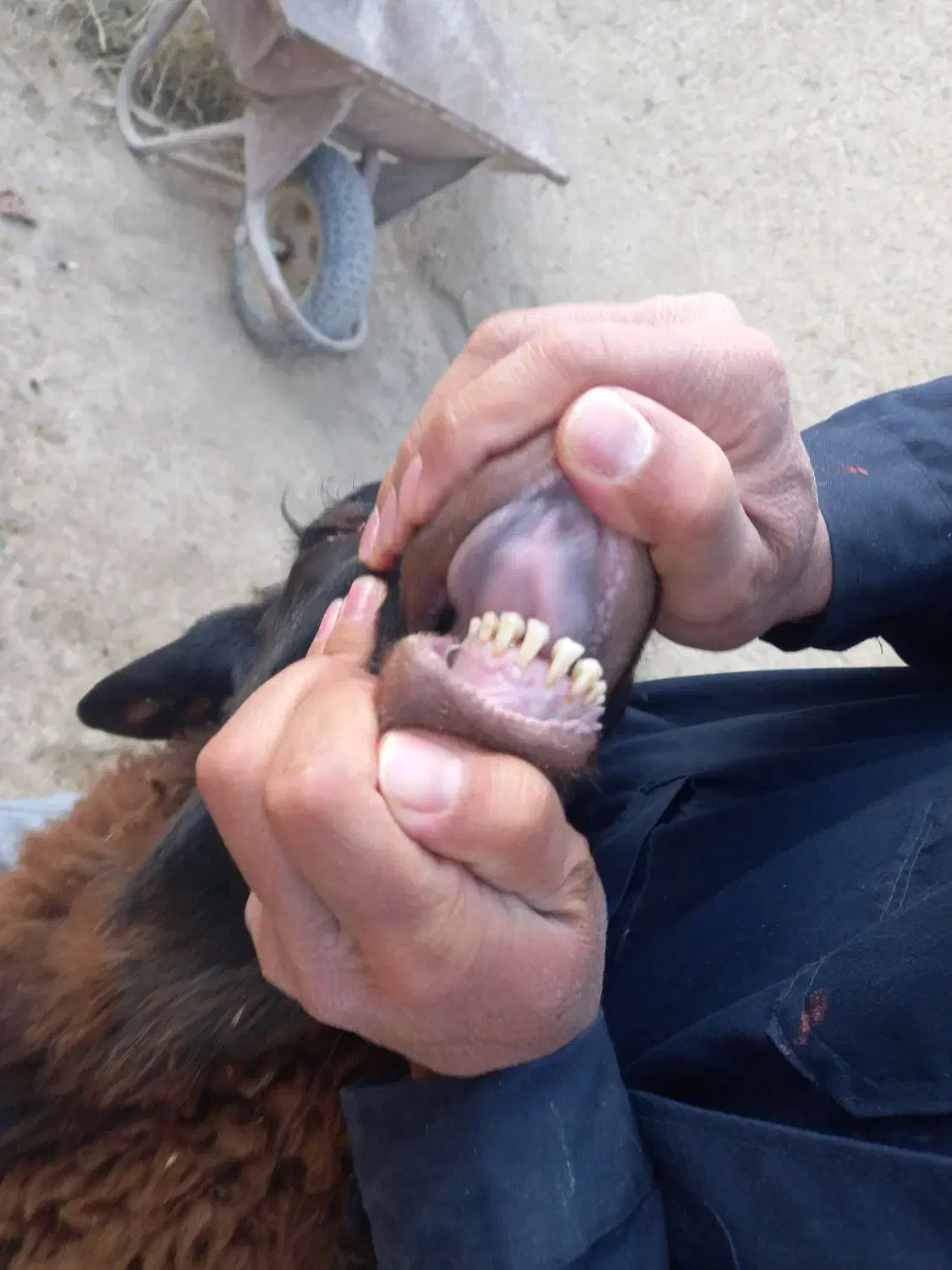 یک راس قوچ هترو دوساله نشده پلاک دار بفروش میرسد|حیوانات مزرعه|رزن, |دیوار