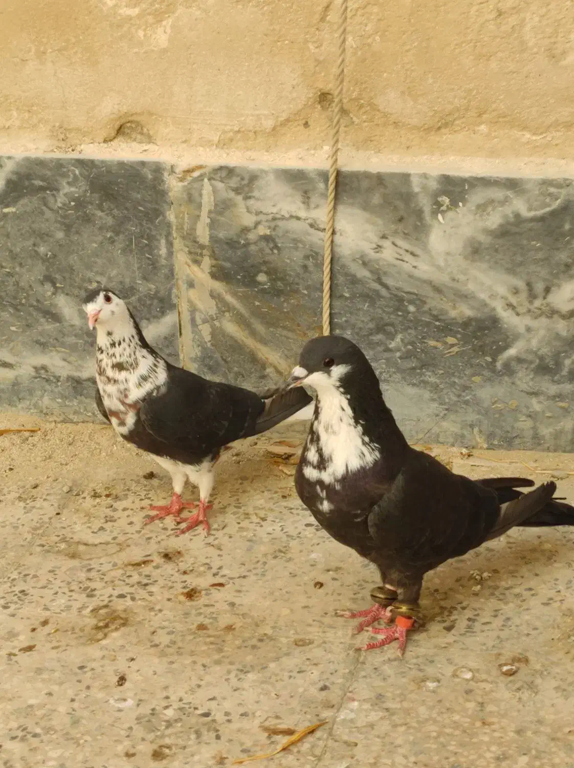 کبوتر ریش ساده|پرنده|چابهار, |دیوار