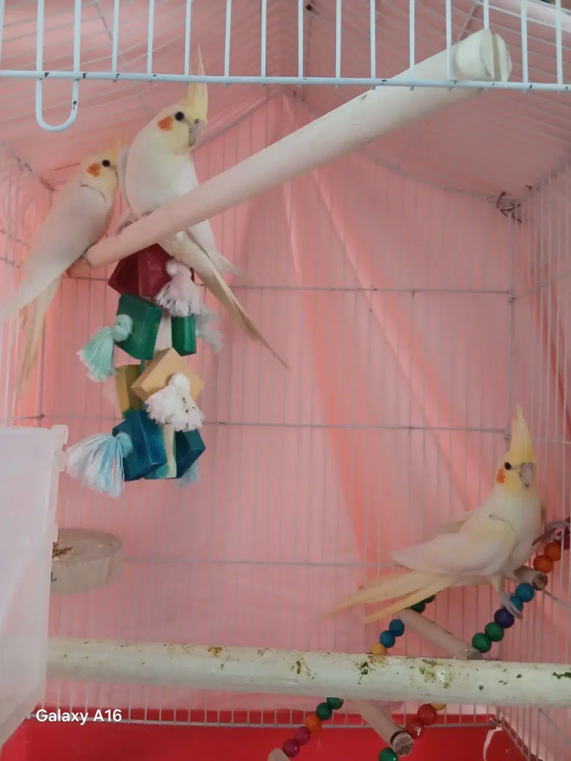 ۳عددعروس هلندی لیتونو|پرنده|پردیس, فاز ۸|دیوار