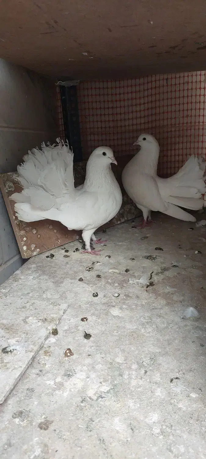 کفتر چتری|پرنده|قم, باغ شریفی|دیوار