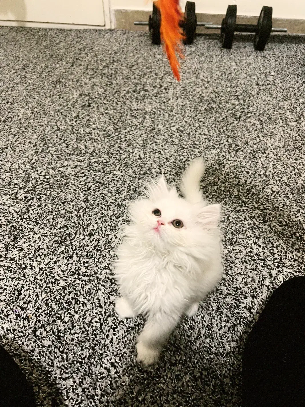 بچه گربه بریتیش (لانگ هیر)|گربه|گلستان (تهران), |دیوار