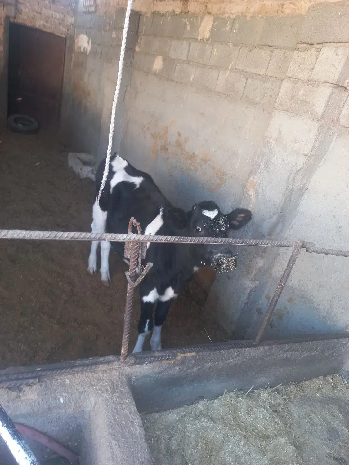 گوساله ماده|حیوانات مزرعه|مشهد, کلاکوب|دیوار