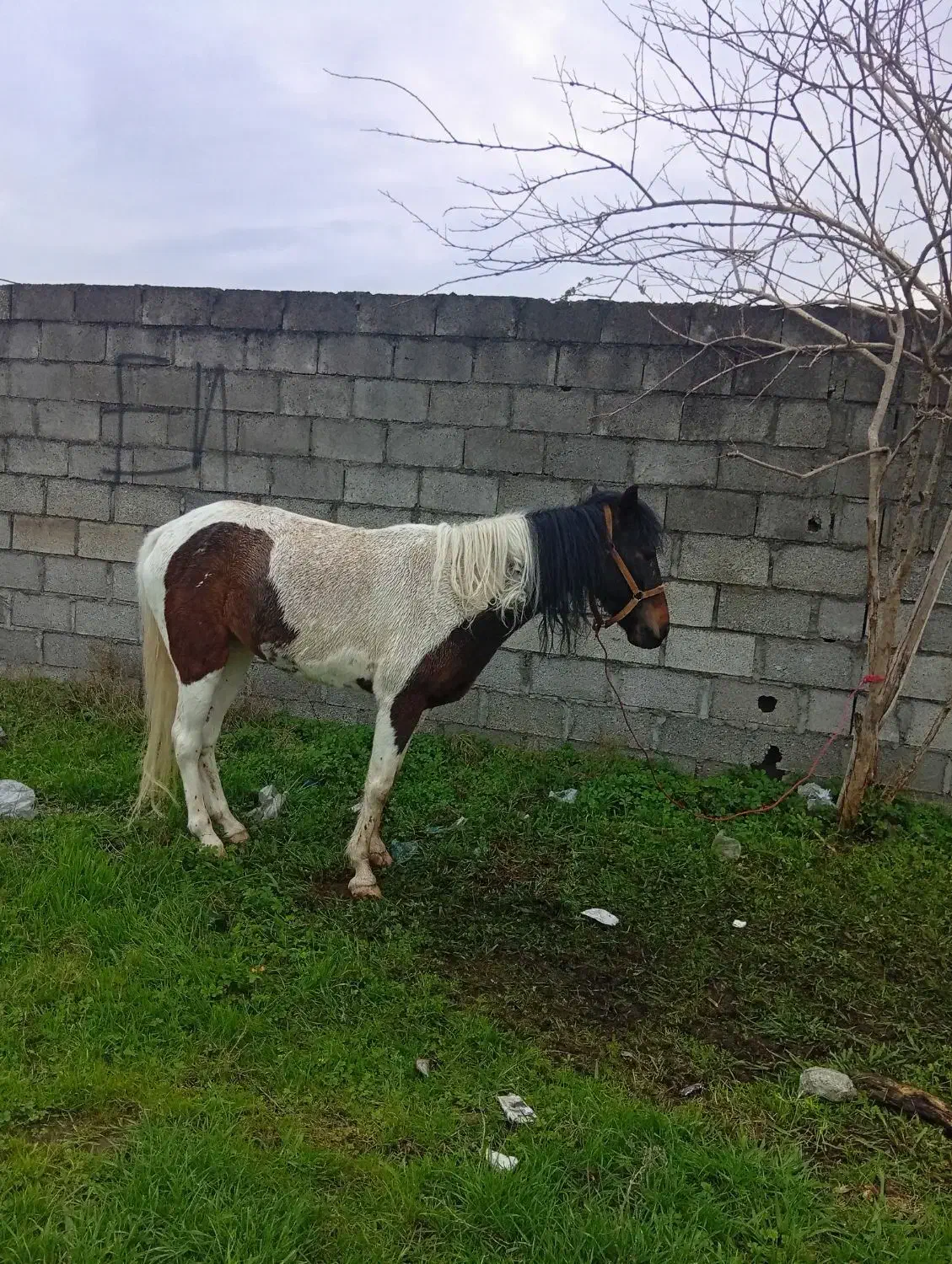 مادیان ابلغ|اسب و تجهیزات اسبسواری|بندر انزلی, نیمه شعبان|دیوار