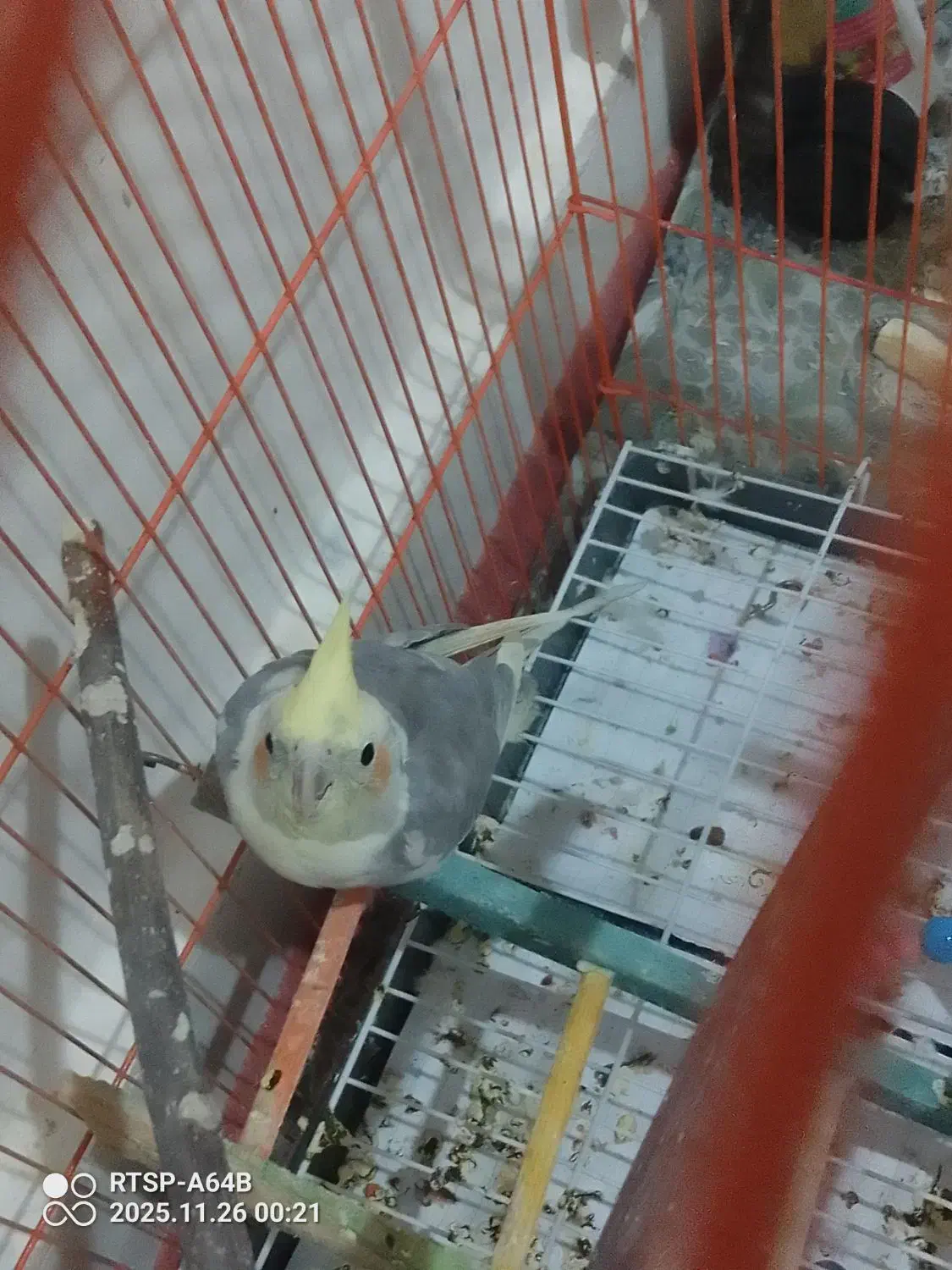 عروس هلندی نر دوکت|پرنده|تبریز, |دیوار