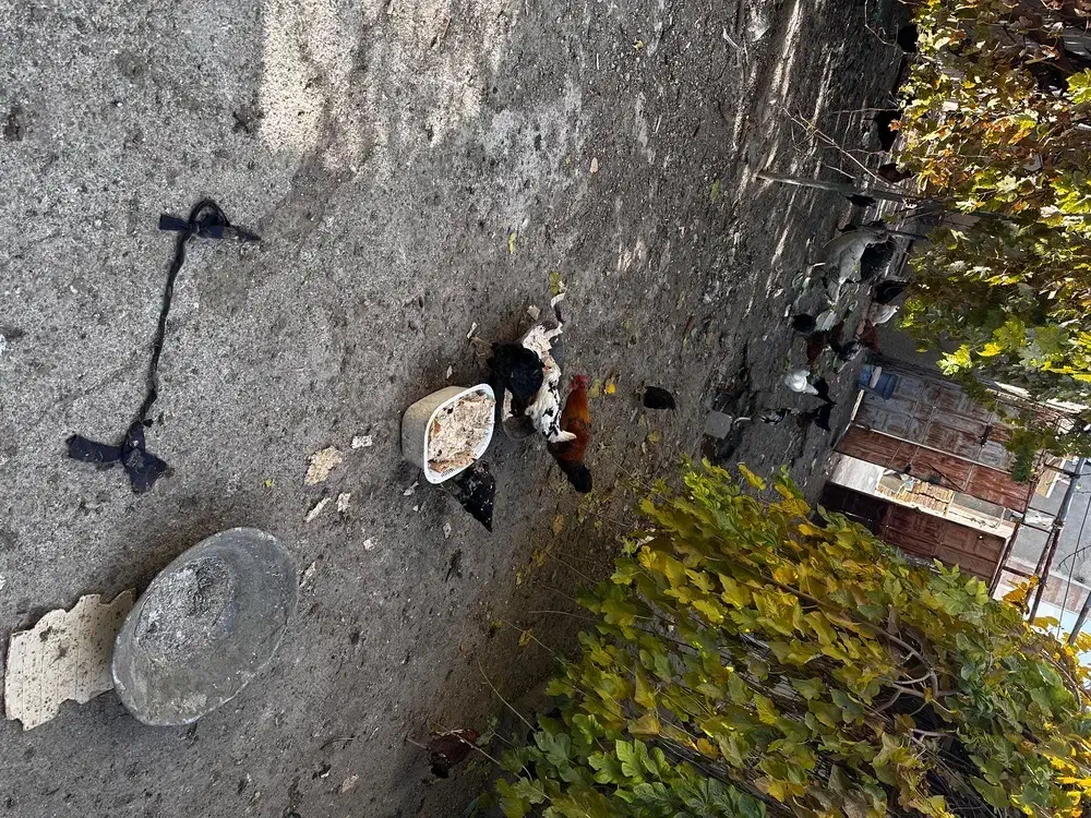 مرغ و خروس و بوقلمون محلی|حیوانات مزرعه|کرمانشاه, |دیوار