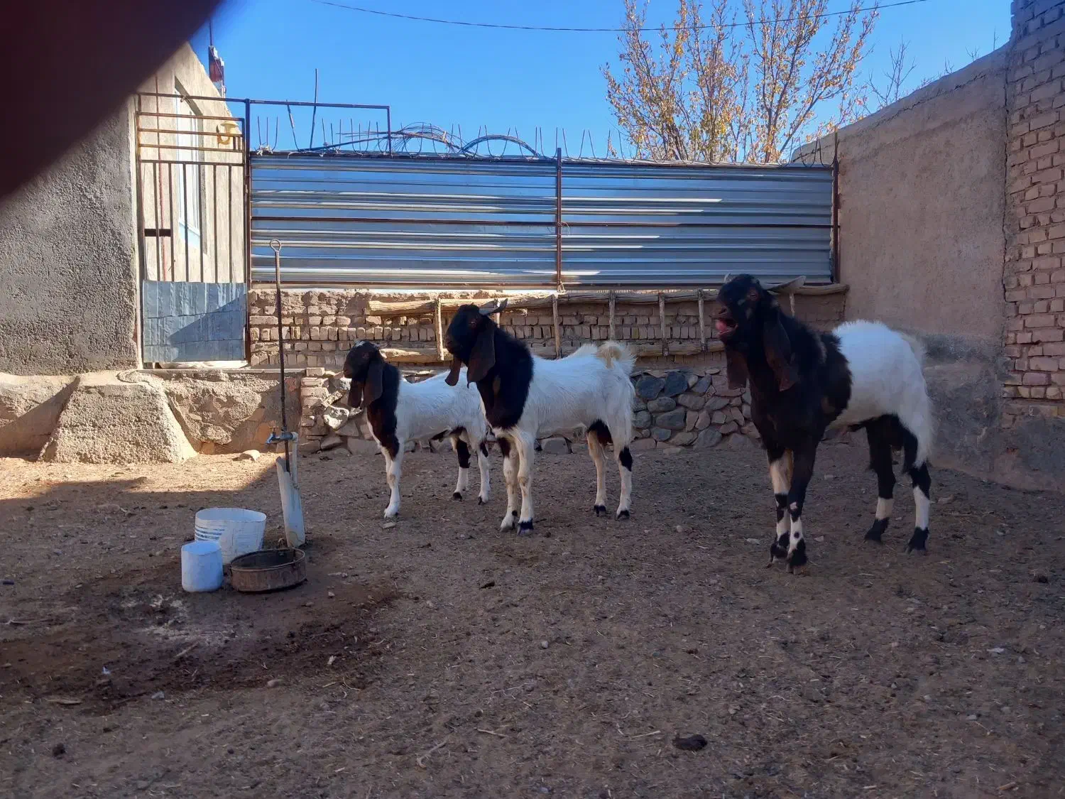 بز وبزغاله|حیوانات مزرعه|عطاملک, |دیوار